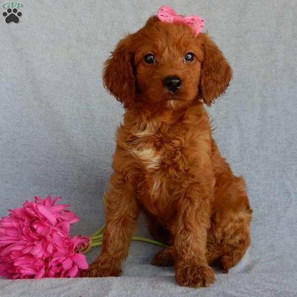 Sunny (medium), Goldendoodle Puppy